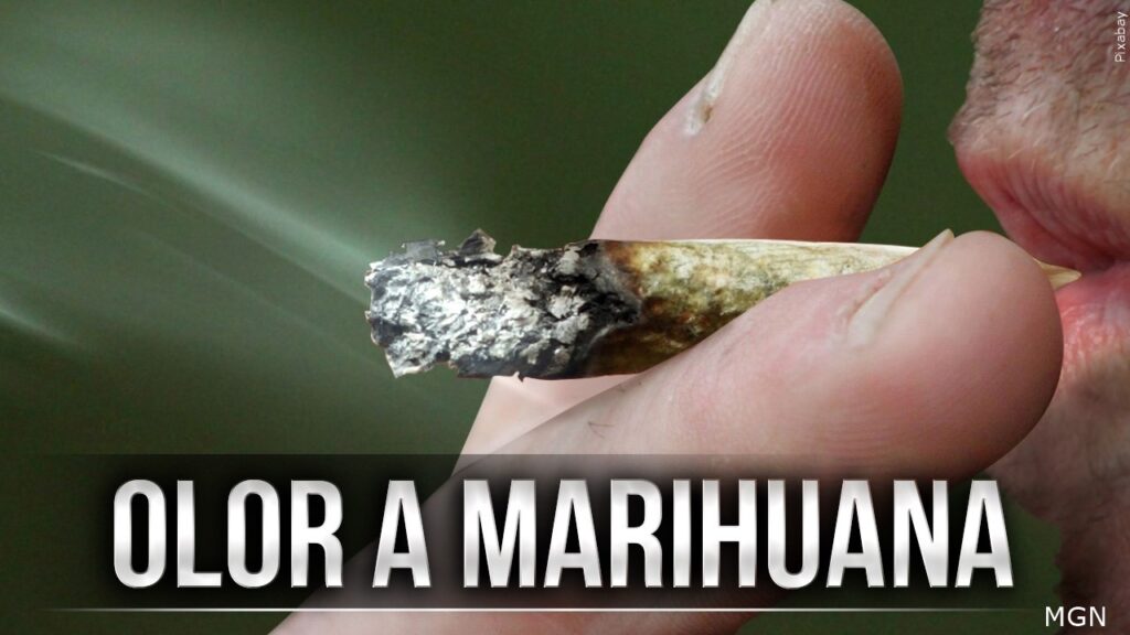 Más De 2,000 Quejas: Vecinos Cansados Del Olor A Marihuana