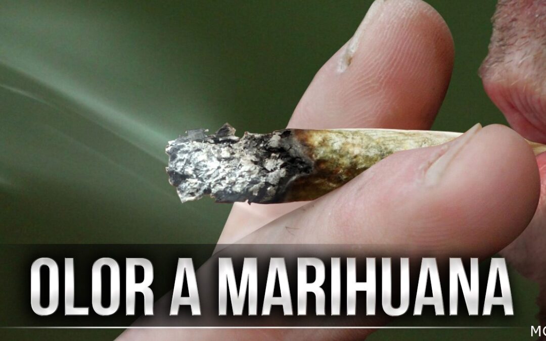 Más de 2,000 quejas: vecinos cansados del olor a marihuana