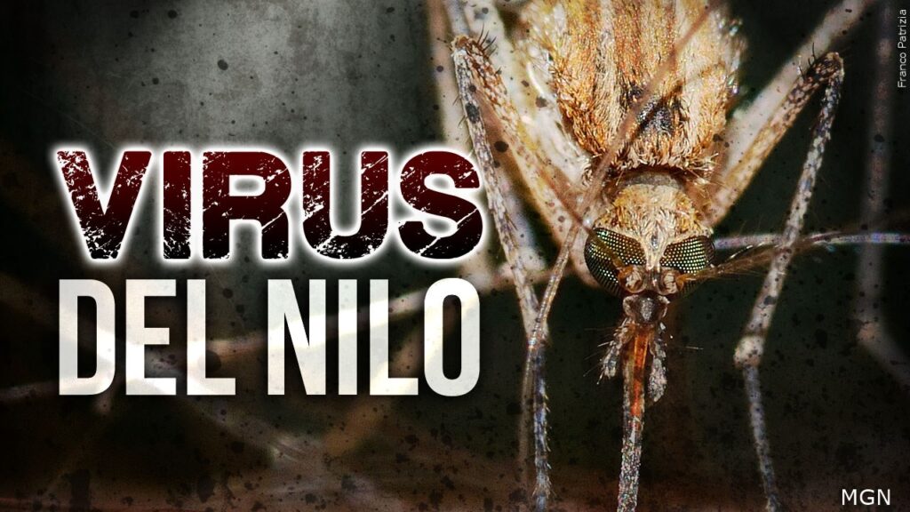 Confirman Primer Caso De Mosquitos Con Virus Del Nilo Occidental