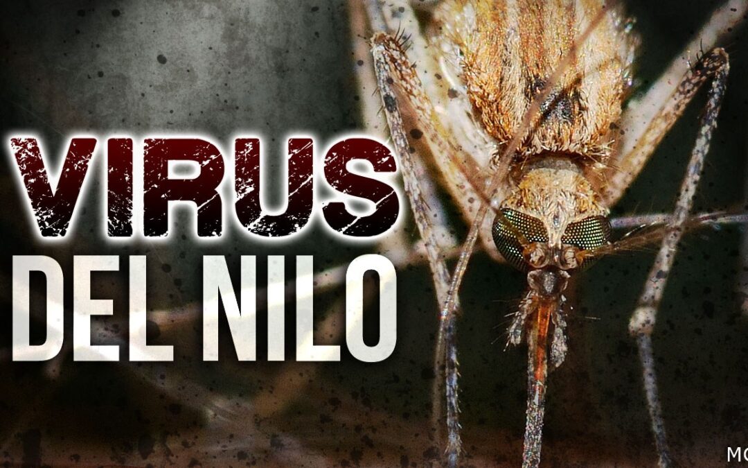 Confirman primer caso de mosquitos con virus del Nilo Occidental
