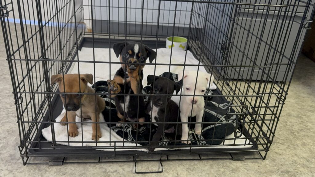 Dona Con El Corazón