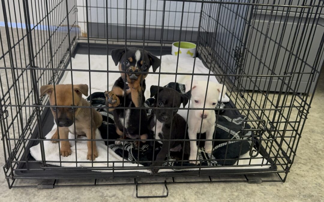 Dona con el Corazón