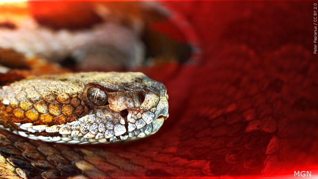 Estudiante Es Mordido Por Una Serpiente De Cascabel Durante El Recreo En Gerald Ford Elementary