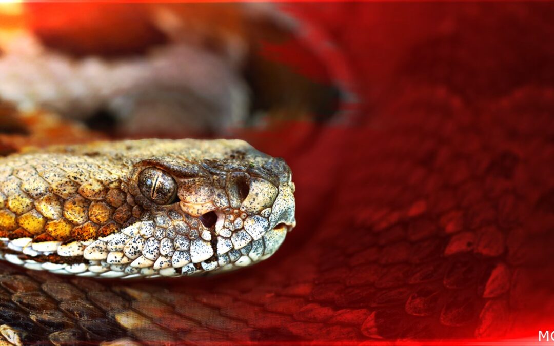 Estudiante es mordido por una serpiente de cascabel durante el recreo en Gerald Ford Elementary