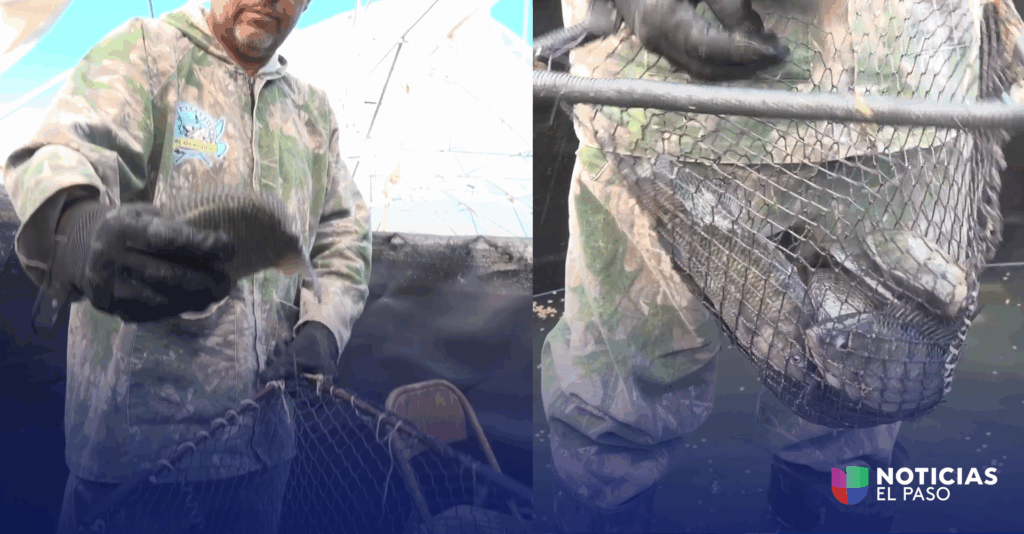 Tilapia En Samalayuca: Innovación En La Acuicultura En El Corazón Del Desierto - Noticias Notivalle Tilapia En Samalayuca: Innovación En La Acuicultura En El Corazón Del Desierto