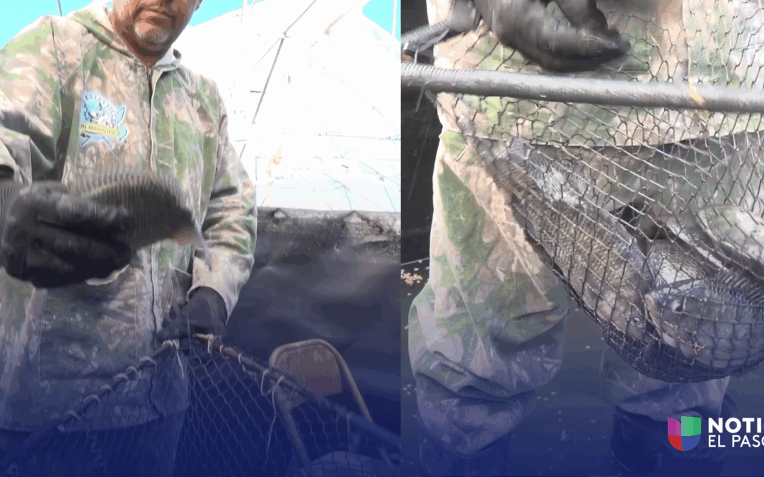 Tilapia en el Desierto: Innovación Acuícola en Samalayuca, Chihuahua
