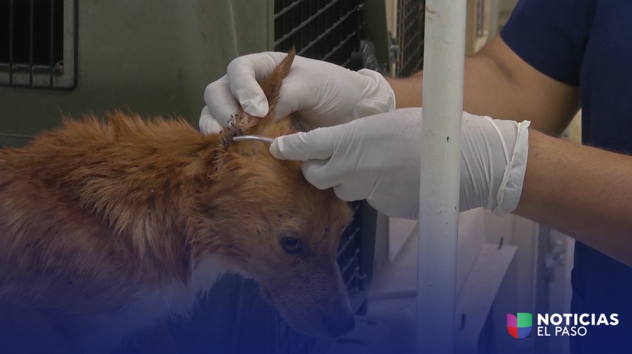 Trágico Fallecimiento de Estudiante en Ciudad Juárez Aumenta Consciencia sobre Rickettsia y Garrapatas