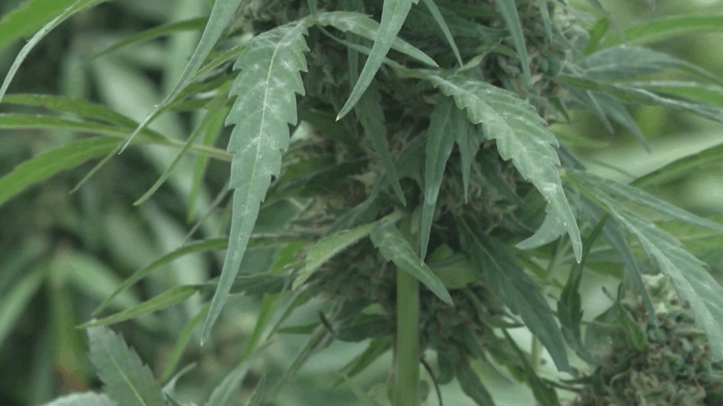 Dos Arrestados En Palm Desert Por Transportar Más De 50 Libras De Marihuana