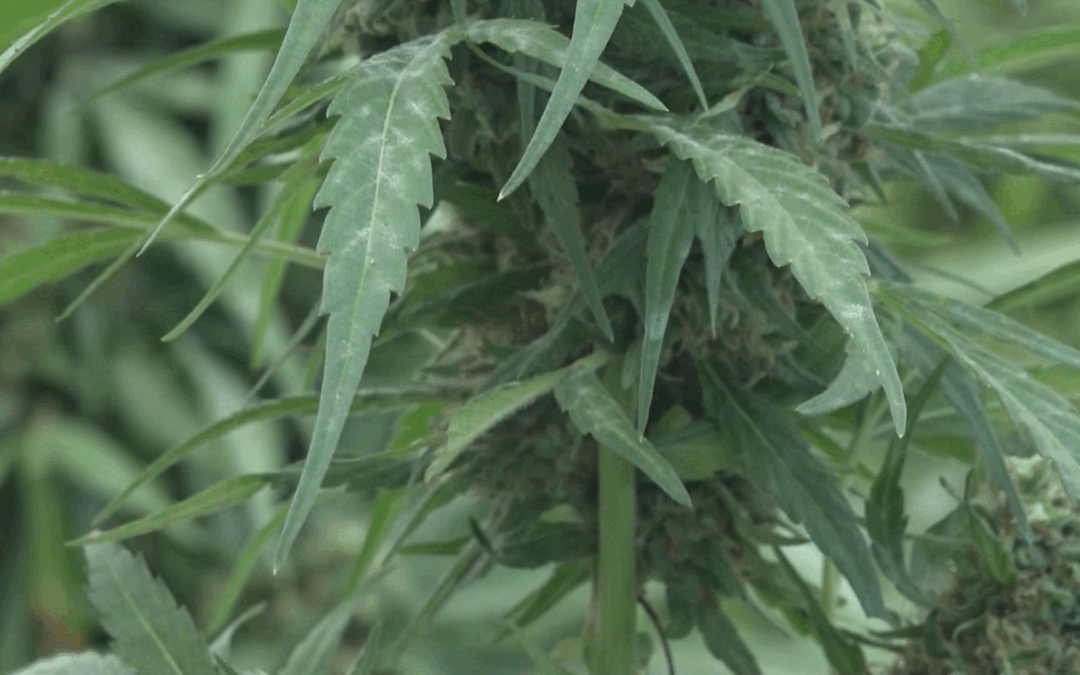 Dos arrestados en Palm Desert por transportar más de 50 libras de marihuana