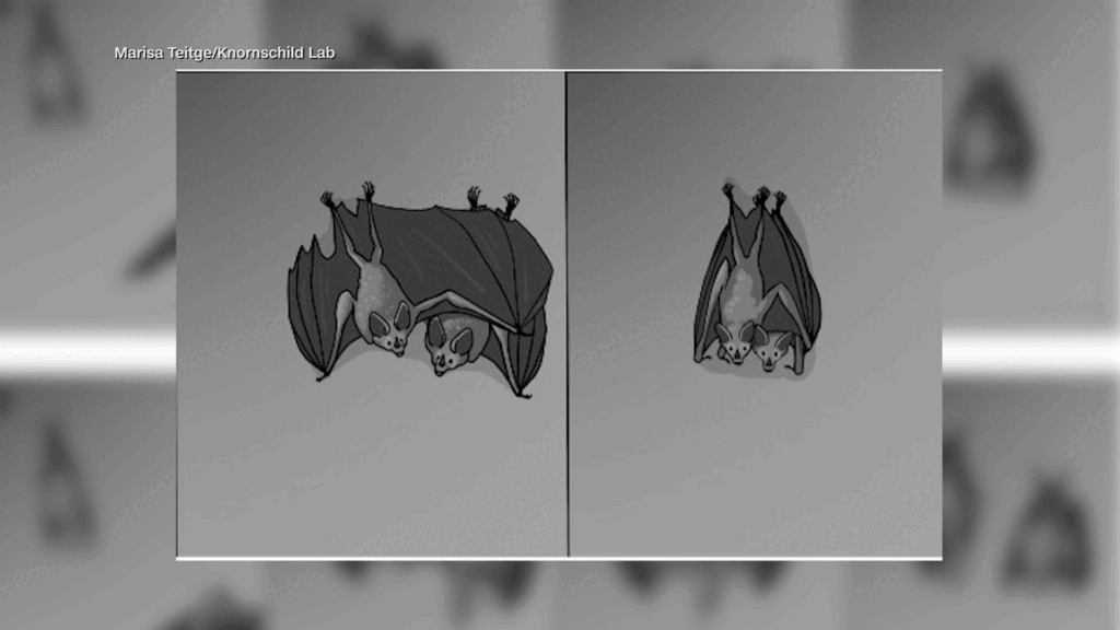 Autoridades Confirman Murciélagos Con Rabia En El Condado De Riverside; Emiten Alerta Sanitaria - Noticias Notivalle Autoridades Confirman Murciélagos Con Rabia En El Condado De Riverside; Emiten Alerta Sanitaria