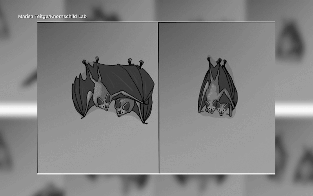 Autoridades confirman murciélagos con rabia en el condado de Riverside; emiten alerta sanitaria