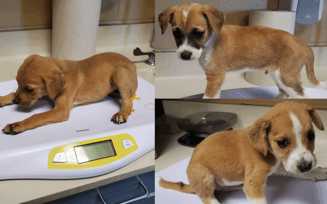 Wichita Animal Crisis: Over 800 Pets in Need of Homes This October