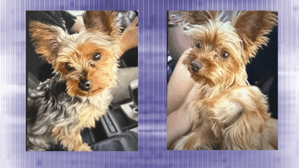 Detienen A Hombre De Palm Springs Por El Robo De Dos Perritas Yorkshire - Noticias Notivalle Detienen A Hombre De Palm Springs Por El Robo De Dos Perritas Yorkshire