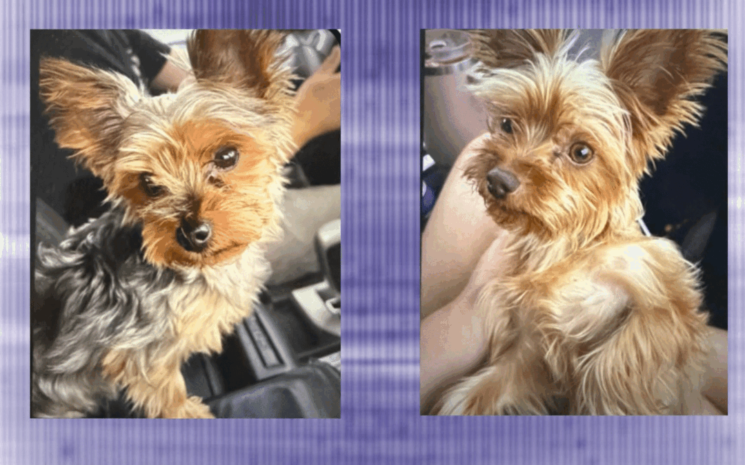 Detienen a hombre de Palm Springs por el robo de dos perritas Yorkshire