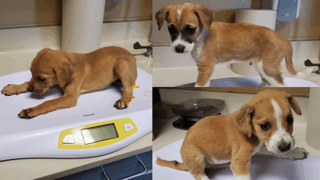 Crisis En El Refugio De Animales De Wichita: Urge La Adopción De Mascotas