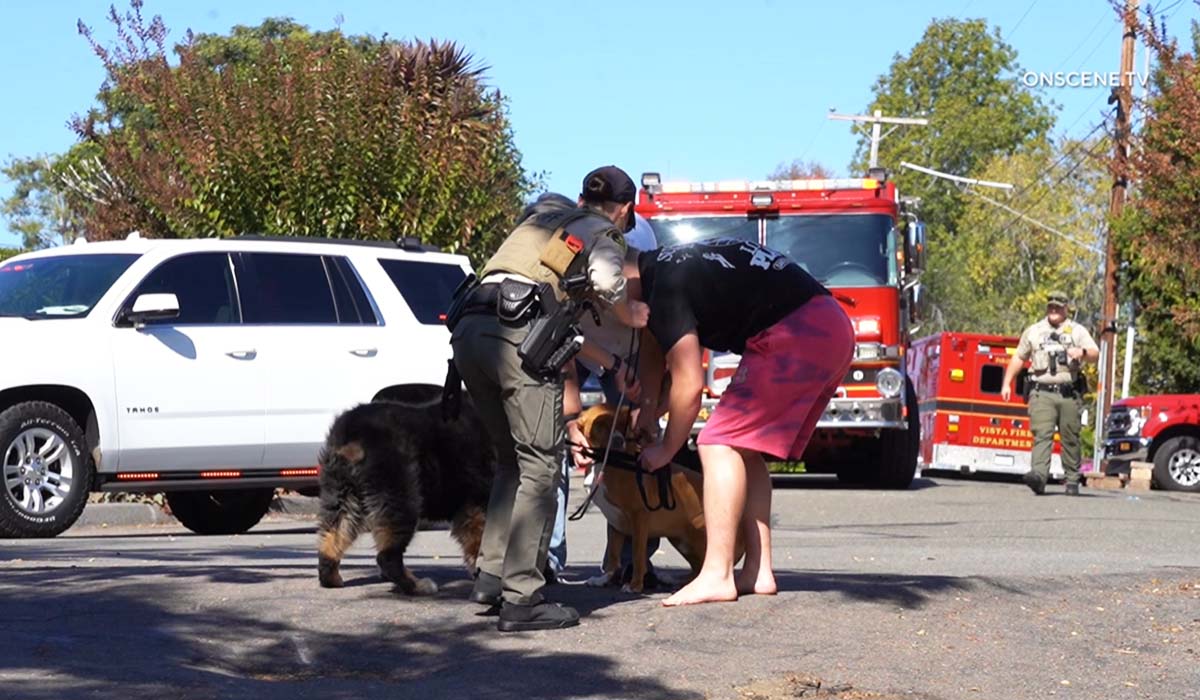 perros_rescate_110725