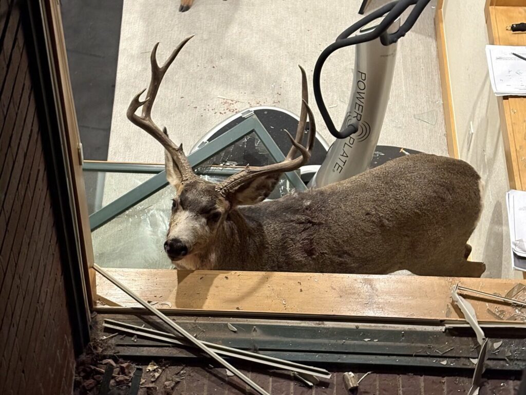 Rescate de Ciervos en Roxborough Park: Bomberos Salvan a Dos Animales de un Sótano