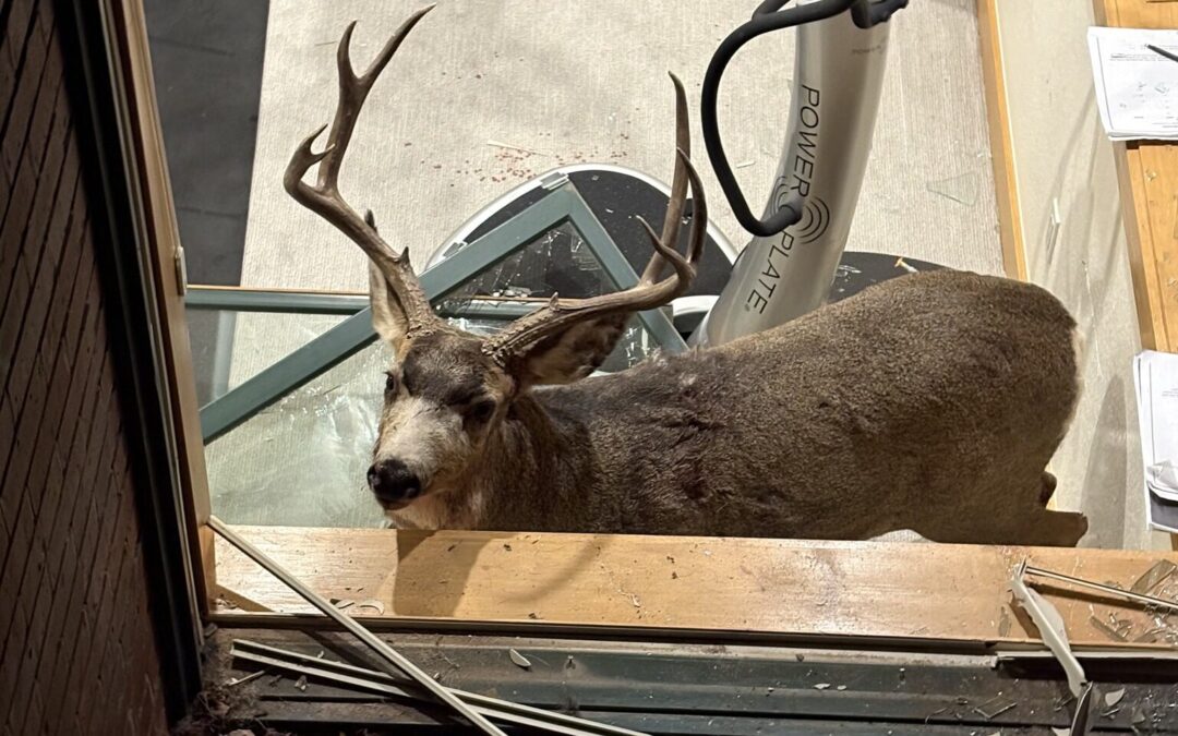 Rescate de Ciervos en Roxborough Park: Bomberos Salvan a Dos Animales de un Sótano