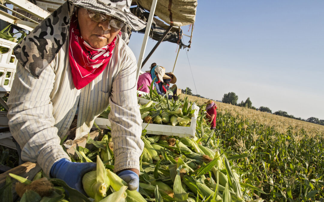 Caen Ventas con SNAP hasta 50% en Mercados Agrícolas de Massachusetts por Recortes Federales