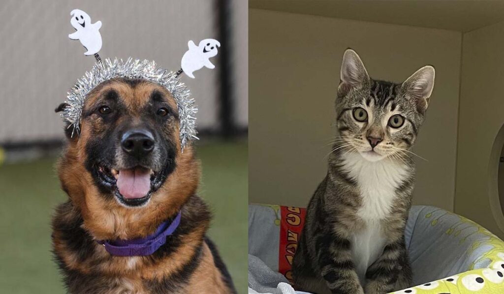 San Diego Humane Society Lanza Innovador Programa De Adopción De Mascotas A Prueba