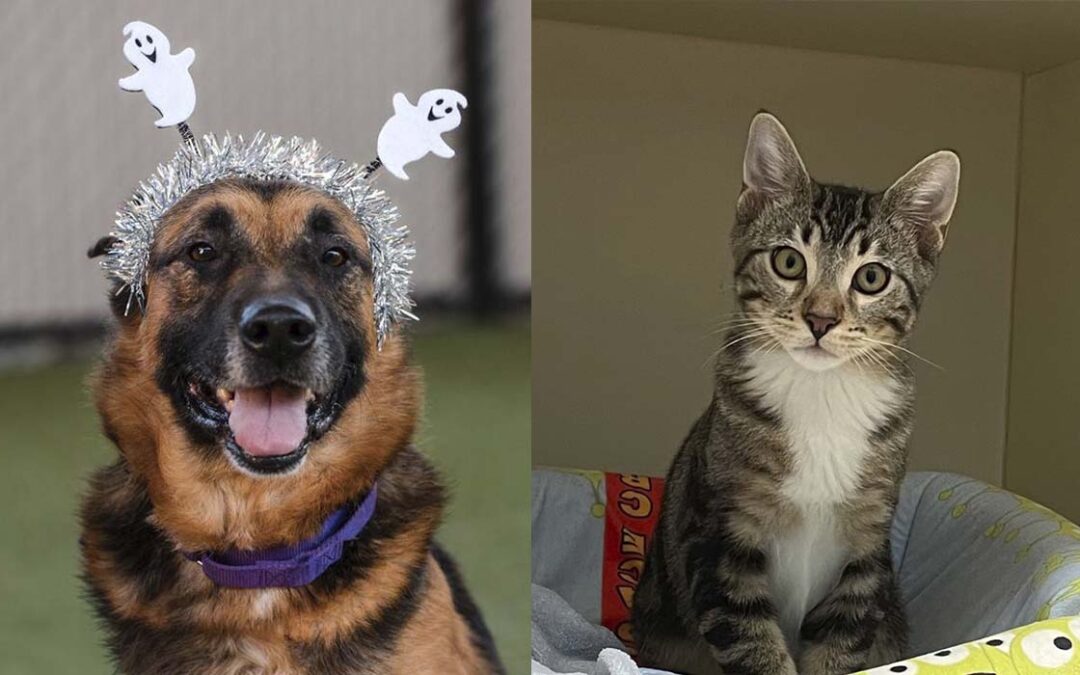 San Diego Humane Society Lanza Innovador Programa de Adopción de Mascotas a Prueba