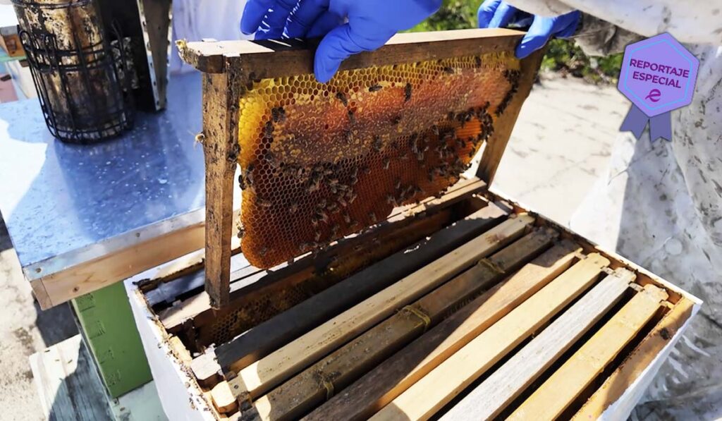 La Importancia De Las Abejas: ¿Por Qué Debemos Protegerlas En San Diego? - Noticias Notivalle La Importancia De Las Abejas: ¿Por Qué Debemos Protegerlas En San Diego?