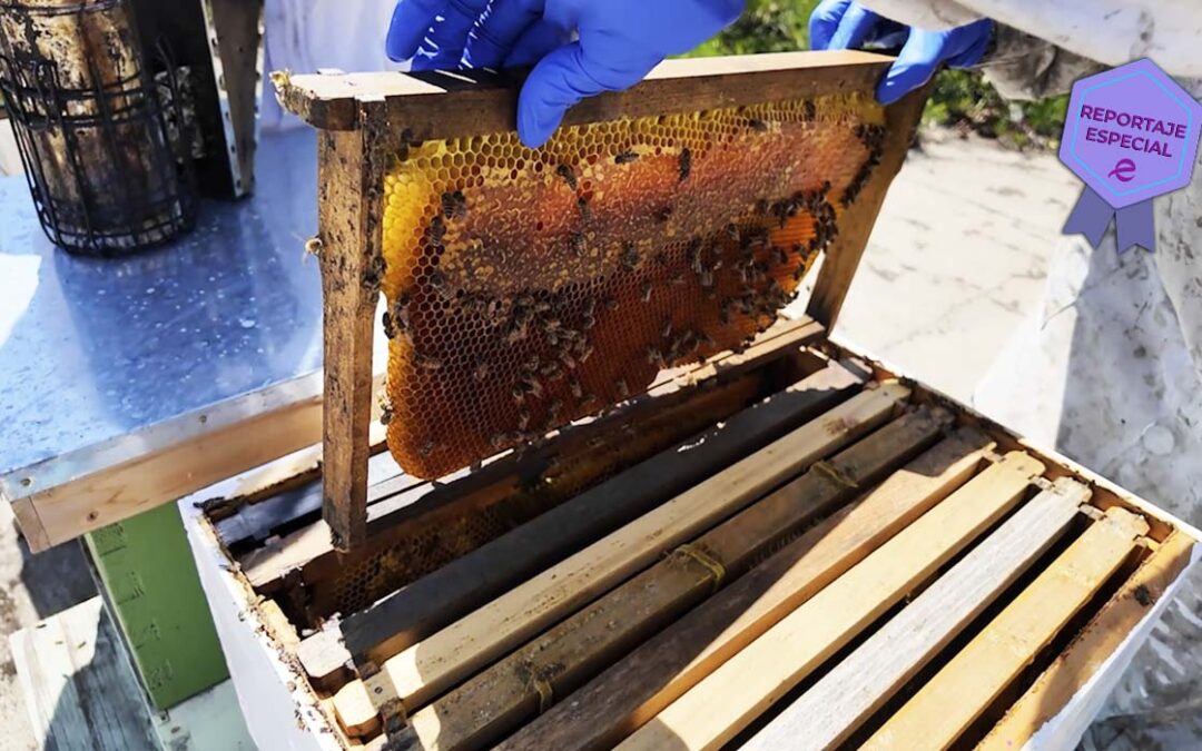 La Importancia de las Abejas: ¿Por qué Debemos Protegerlas en San Diego?