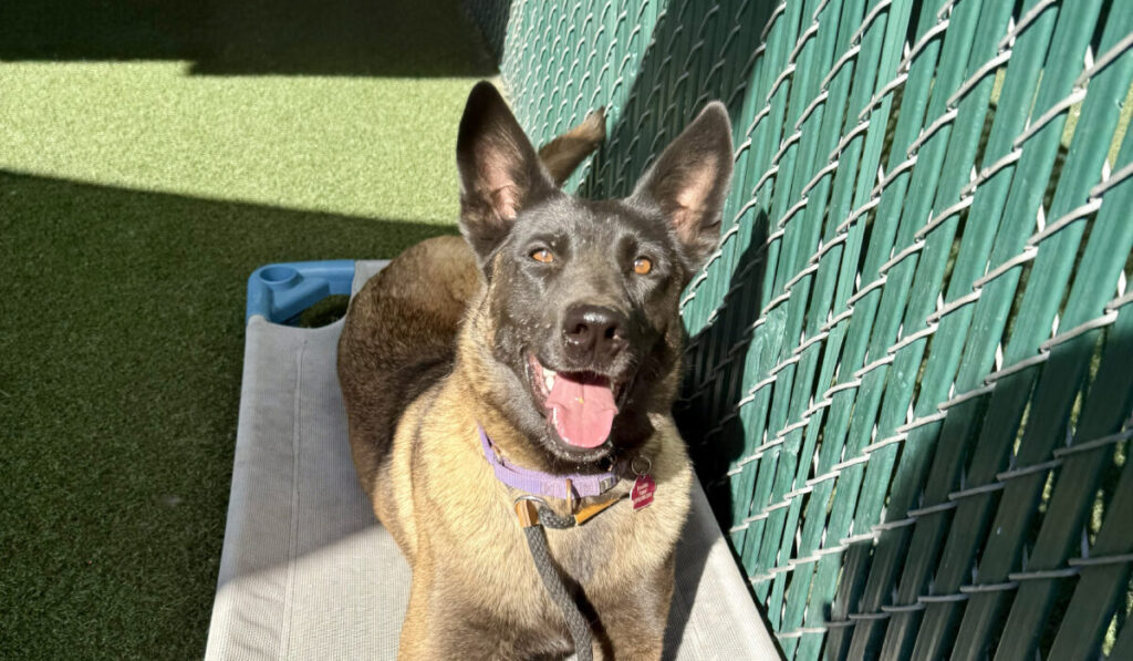 Condenan A Osvaldo Deleon A Cuatro Meses De Prisión Por Crueldad Animal En San Diego - Noticias Notivalle Condenan A Osvaldo Deleon A Cuatro Meses De Prisión Por Crueldad Animal En San Diego