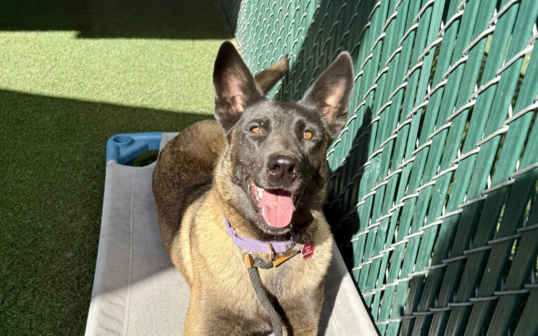 Condenan a Osvaldo Deleon a Cuatro Meses de Prisión por Crueldad Animal en San Diego