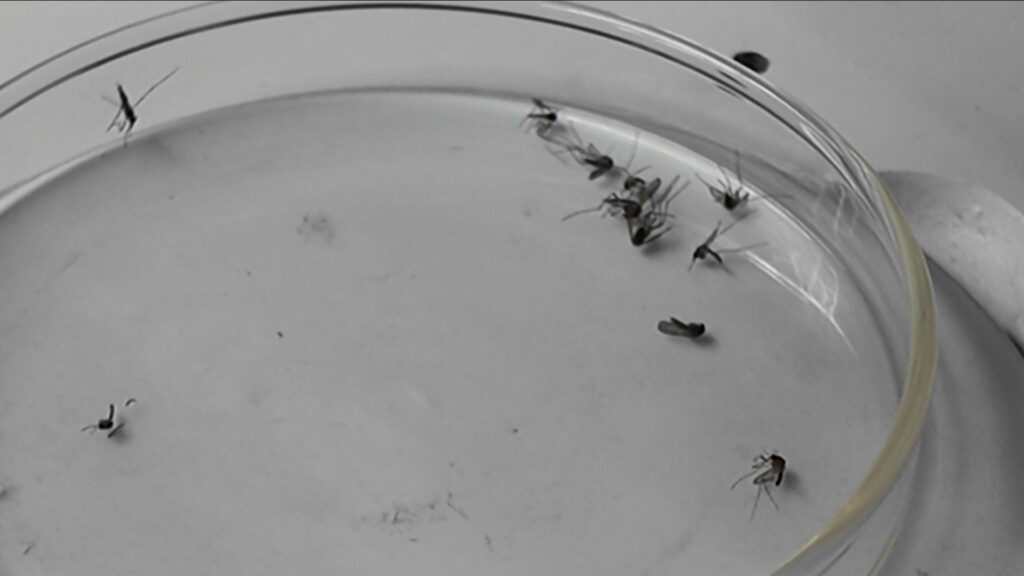 Control De Mosquitos: Prevención Tras Las Lluvias En El Condado Imperial