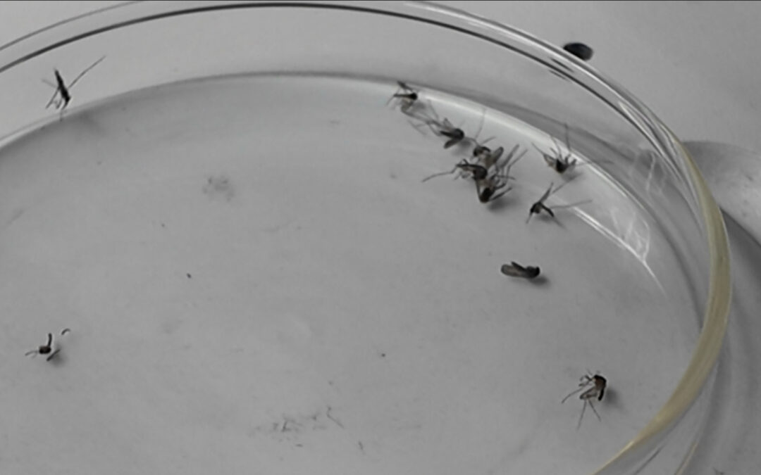 Control de Mosquitos: Prevención Tras las Lluvias en el Condado Imperial