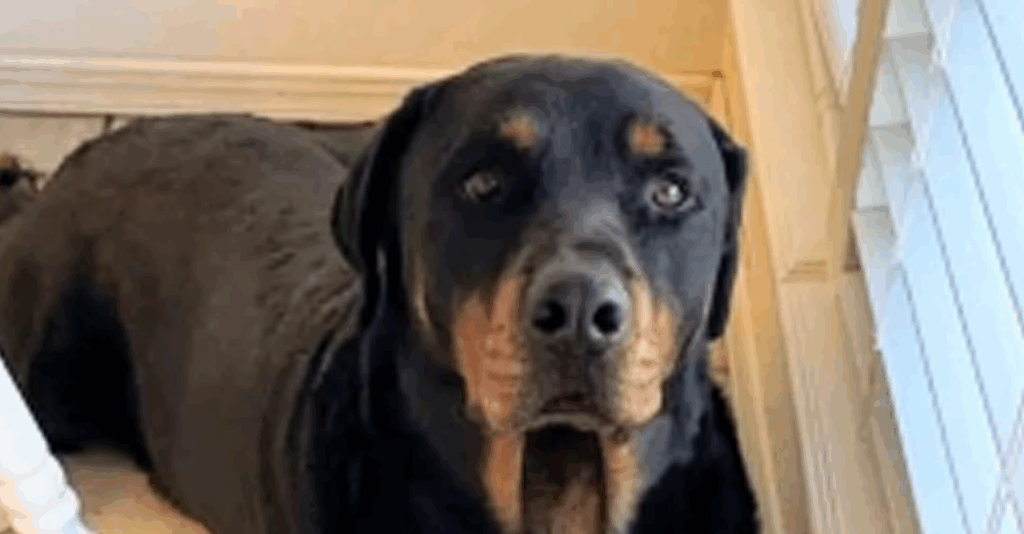 Escobar Exige Respuestas Sobre La Muerte De Un Perro En Un Incidente Con La Patrulla Fronteriza - Noticias Notivalle Escobar Exige Respuestas Sobre La Muerte De Un Perro En Un Incidente Con La Patrulla Fronteriza