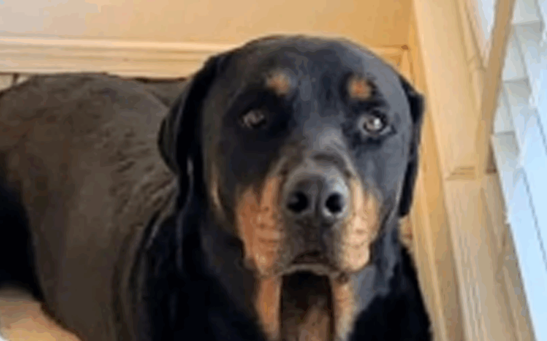 Escobar Exige Respuestas sobre la Muerte de un Perro en un Incidente con la Patrulla Fronteriza