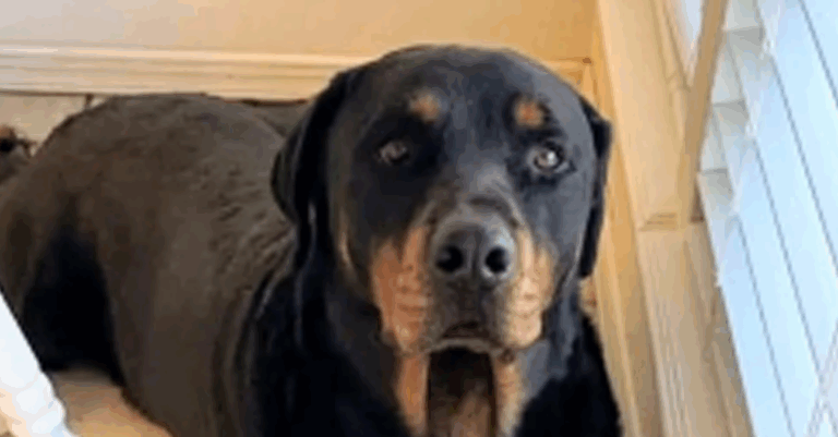 Escobar Exige Respuestas sobre la Muerte de un Perro en un Incidente con la Patrulla Fronteriza