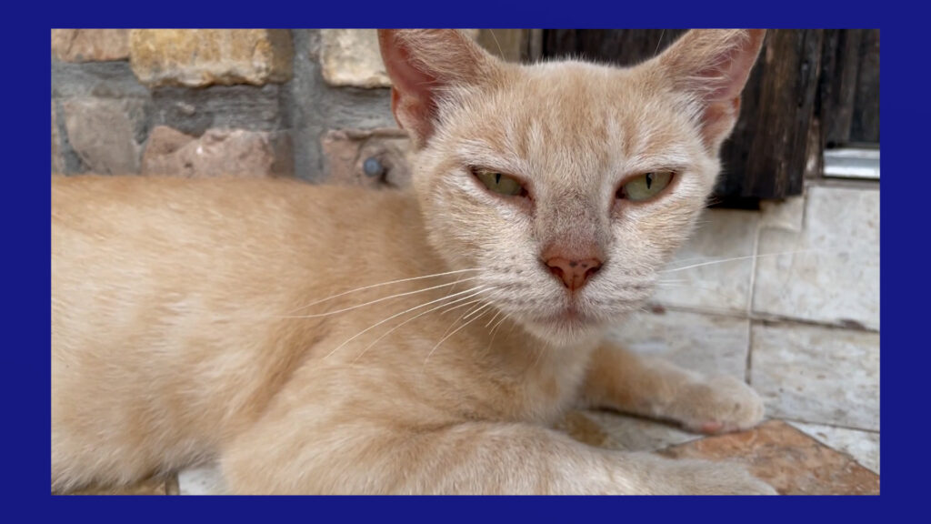 Crueldad Animal En Laredo: Comunidades Exigen Castigos Más Estrictos Para Delincuentes Juveniles - Noticias Notivalle Crueldad Animal En Laredo: Comunidades Exigen Castigos Más Estrictos Para Delincuentes Juveniles