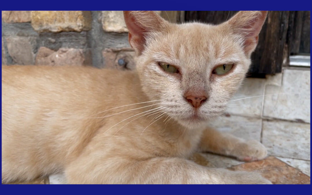 Crueldad Animal en Laredo: Comunidades Exigen Castigos Más Estrictos para Delincuentes Juveniles