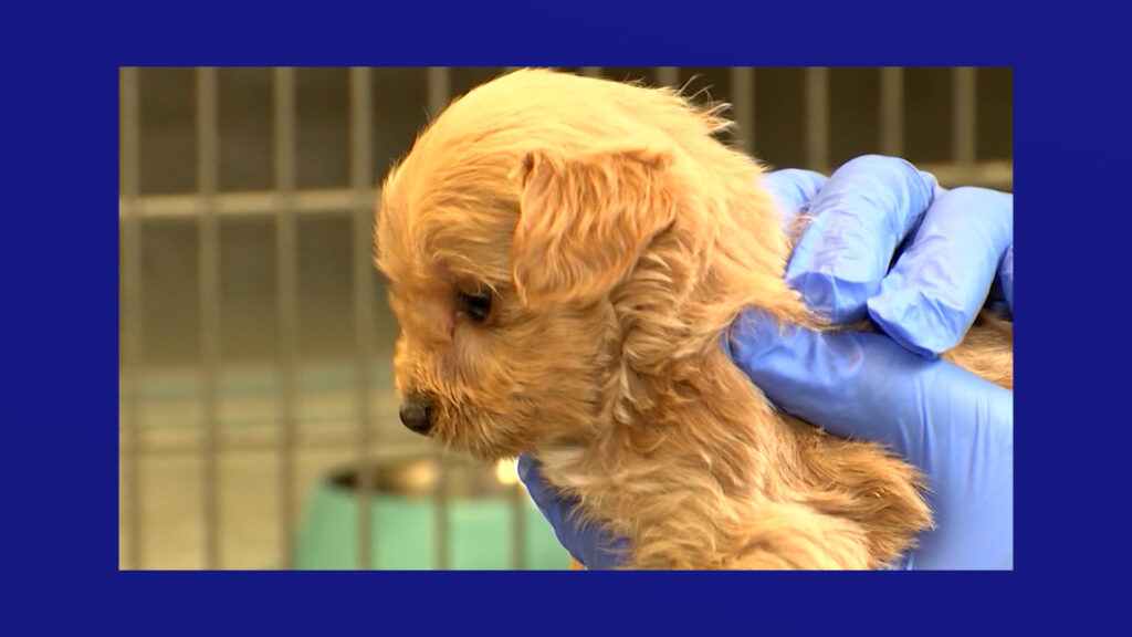Programa De Ciencias Veterinarias: Acelera El Futuro De Los Estudiantes En El Cuidado De Animales