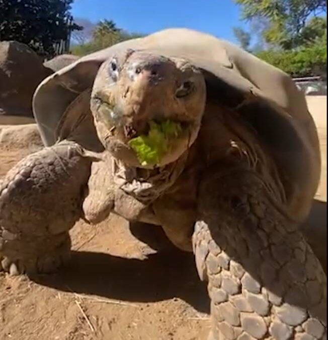 Fallece Gramma, la Tortuga Galápagos Más Antigua del Zoológico de San Diego