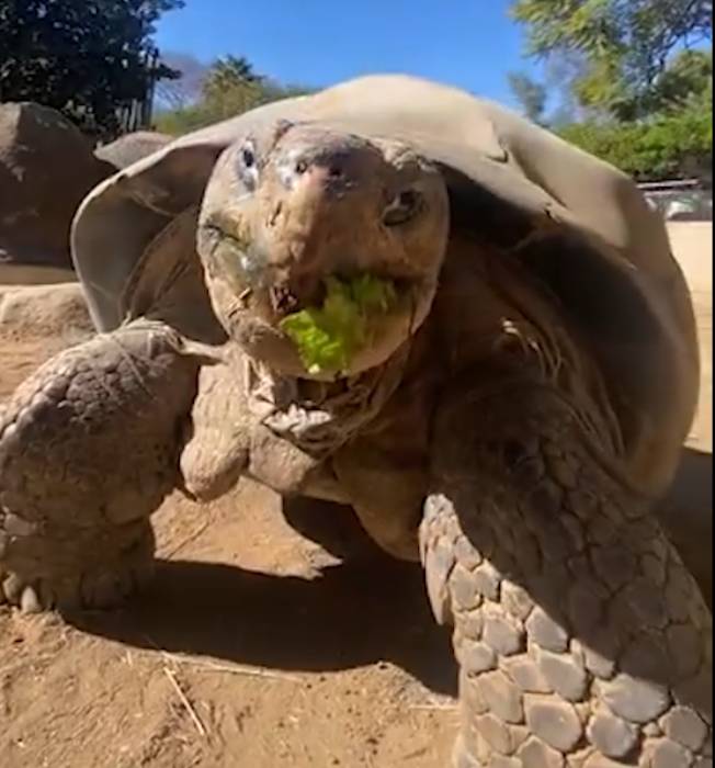 Fallece Gramma, La Tortuga Galápagos Más Antigua Del Zoológico De San Diego