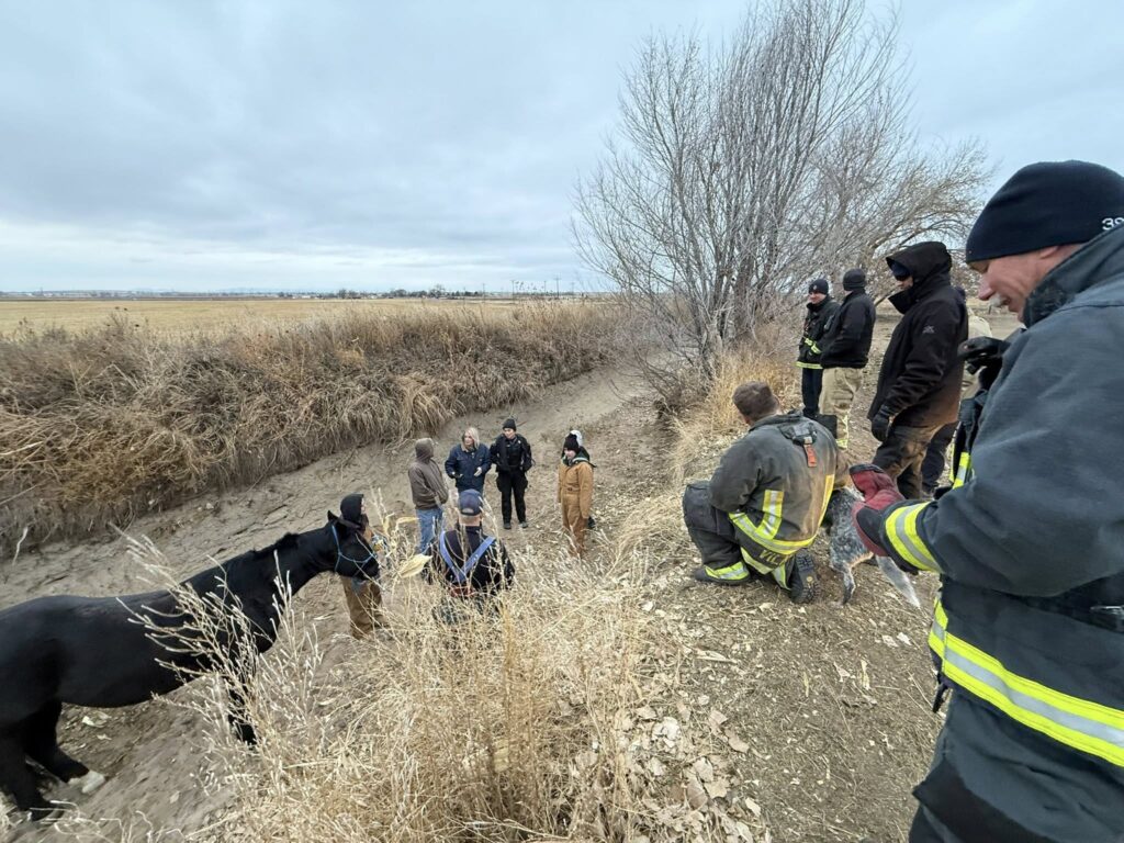 Rescate De Caballo En Condiciones Críticas De Frío Extremo