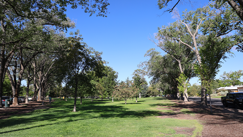Albuquerque Destina $2 Millones para la Restauración del Césped en Parques