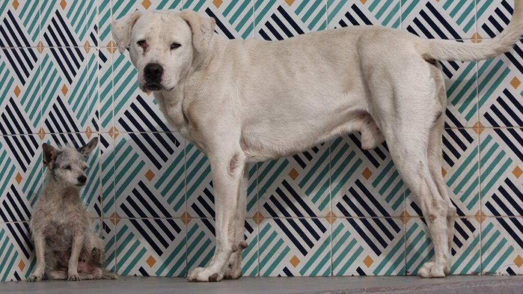 Alerta En Torreón: Garrapatas Y Rabia Representan Focos Rojos Para La Salud Animal - Noticias Notivalle Alerta En Torreón: Garrapatas Y Rabia Representan Focos Rojos Para La Salud Animal