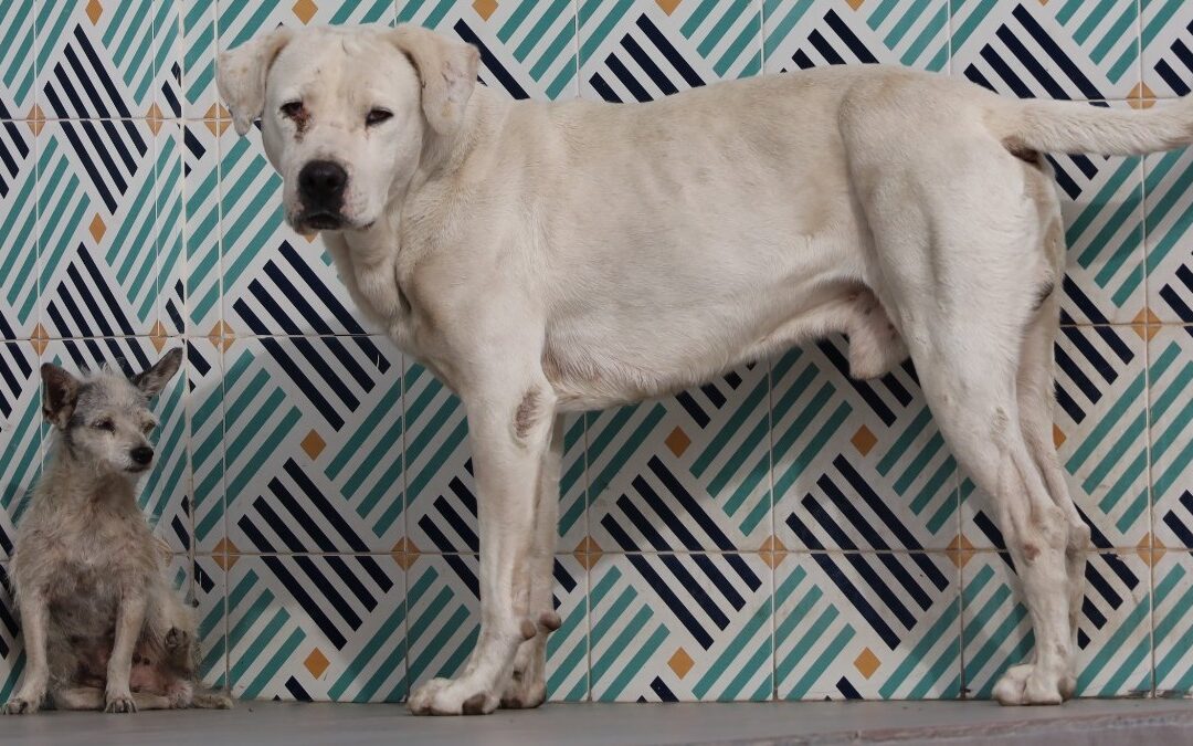 Alerta en Torreón: Garrapatas y Rabia Representan Focos Rojos para la Salud Animal