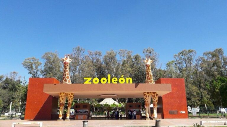 Zoológico de León Investiga Ataque Intencional de Jauría de Perros a Borregos