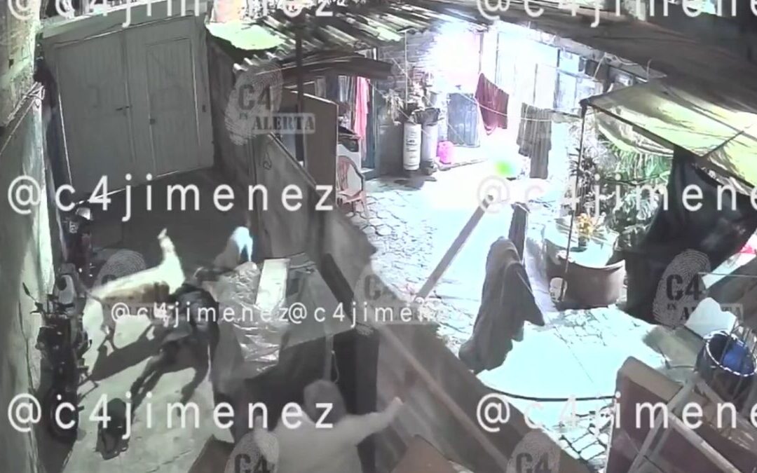 Tláhuac: Ataque de tres perros pitbull deja a Ana con lesiones graves