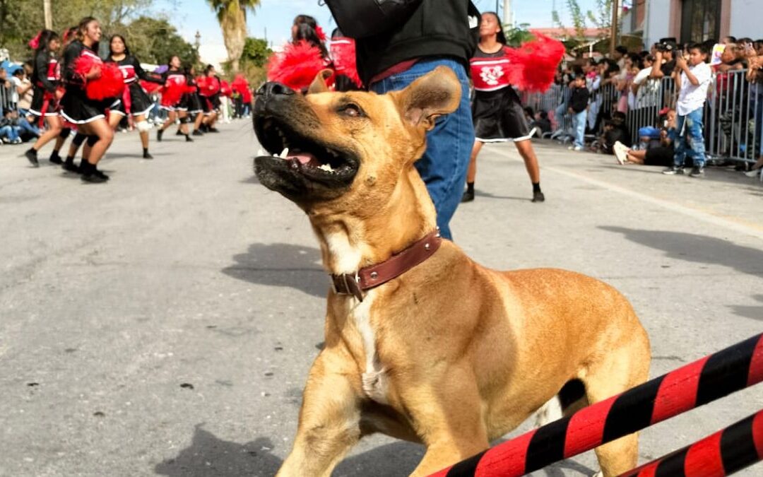 Urgente: Ayuda para encontrar a Toño, el perro bailarín de San Pedro