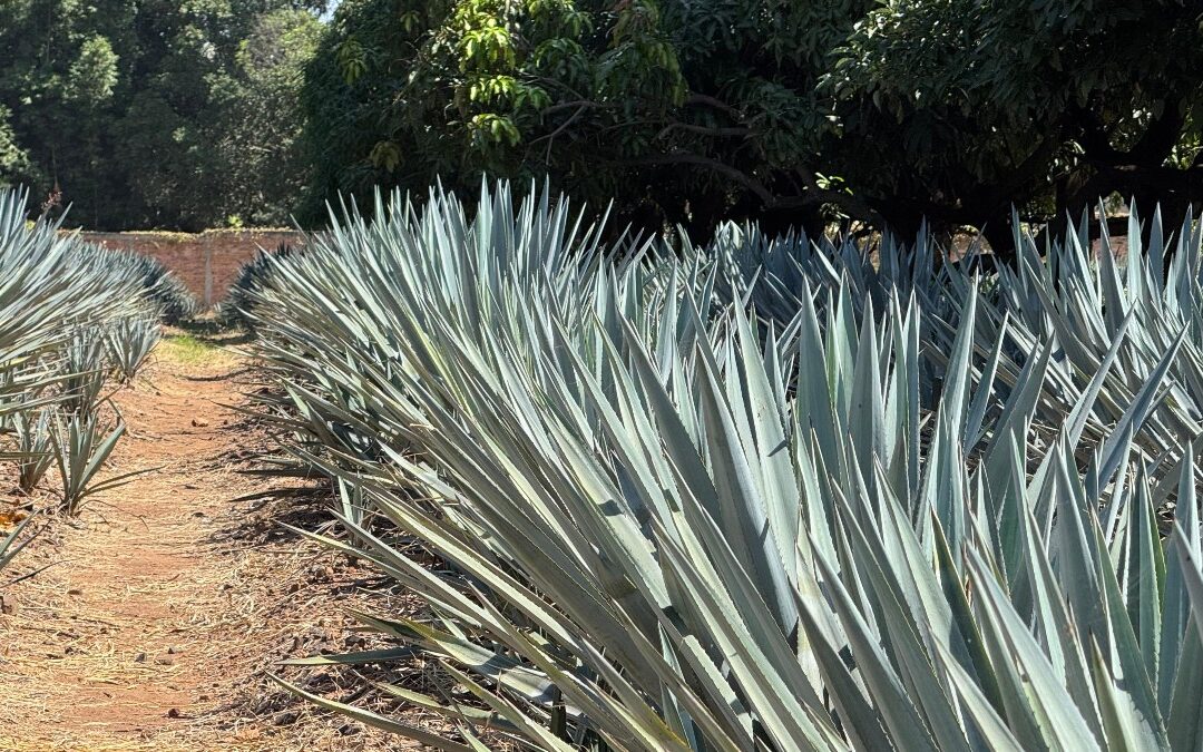 Pueblos Mágicos: el motor que impulsa el turismo en Jalisco para el cierre de año