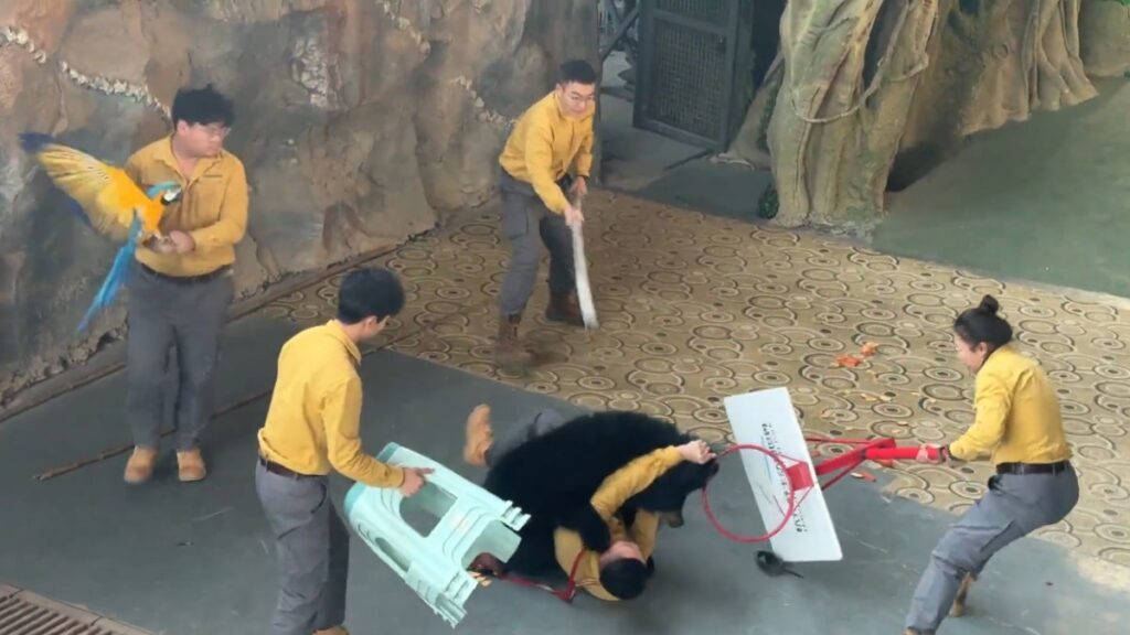 Ataque De Oso Negro En Safari: Zoológico Anuncia Cancelación Del Espectáculo