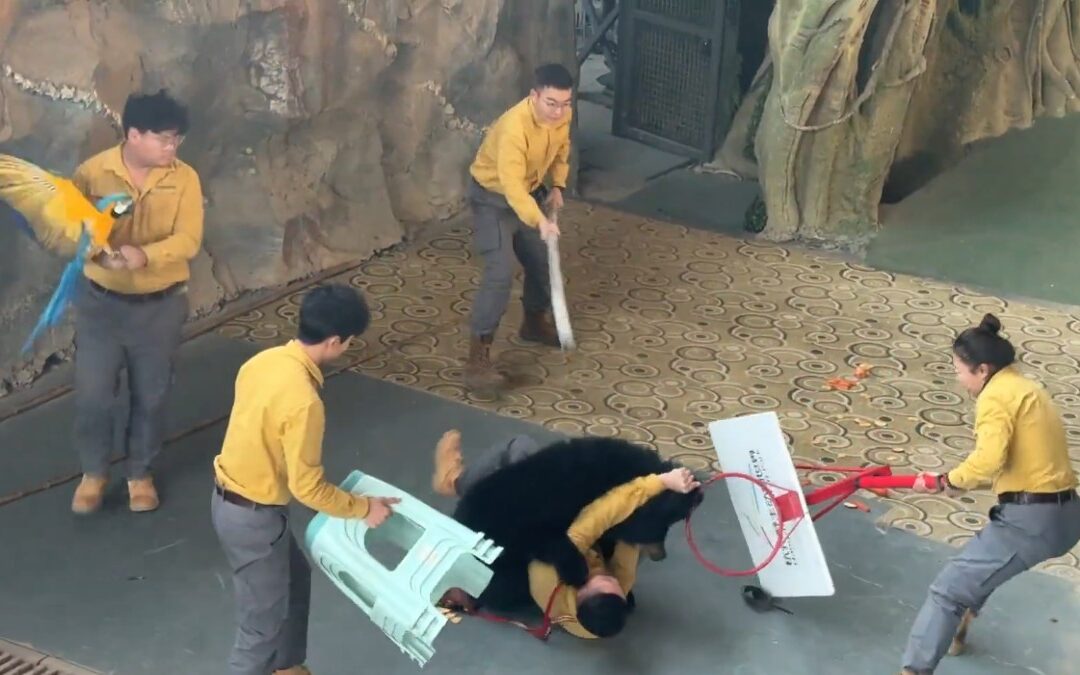 Ataque de Oso Negro en Safari: Zoológico Anuncia Cancelación del Espectáculo