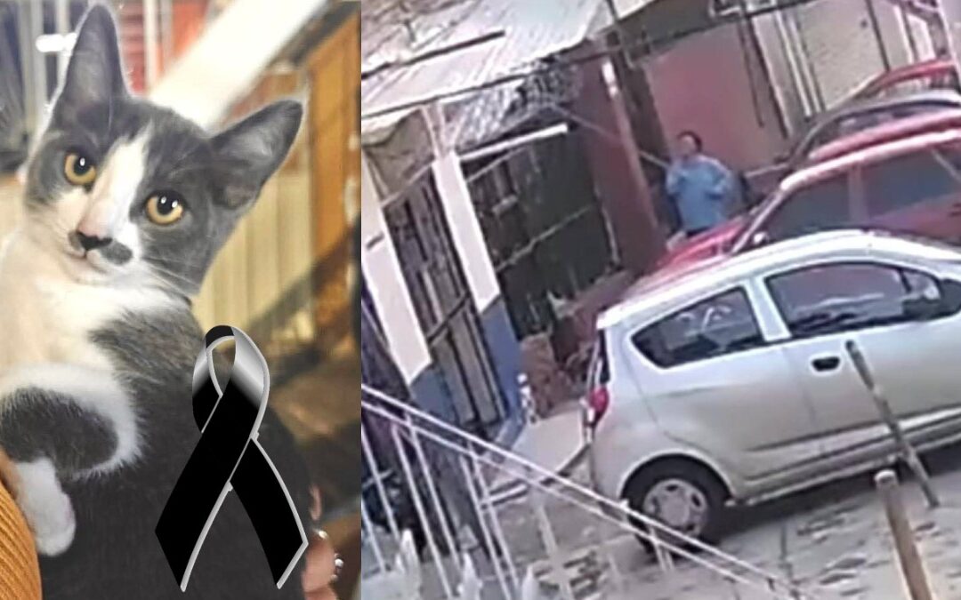 Vinculan a Proceso a Gerónimo ‘N’ por la Muerte del Gatito Gary en Guanajuato